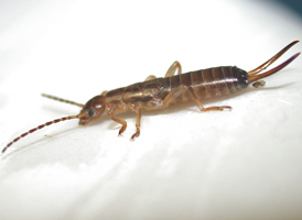 Forficula auriculata